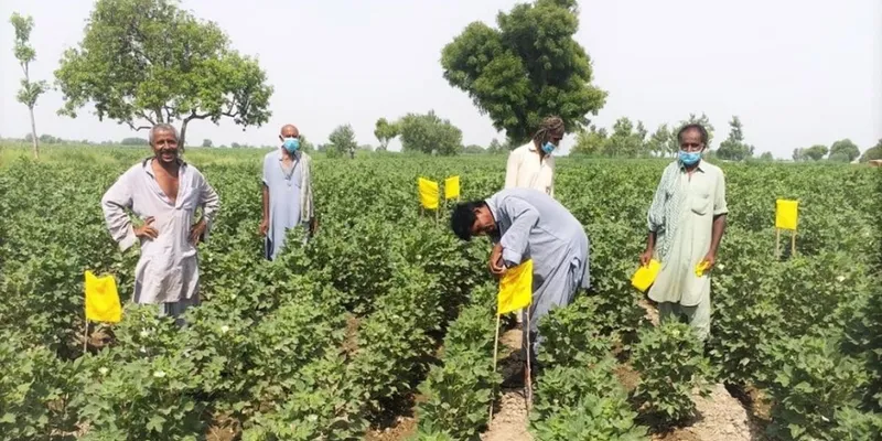 Early Pink Bollworm Detection Puts Haryana Cotton Growers on Alert